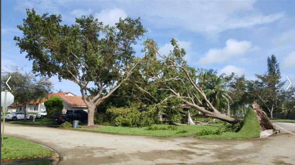 Irma_005