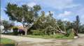 Irma_005