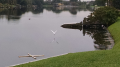 gull
